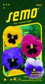 Maceška (Viola x wittrockiana) Velkokvětá směs s okem